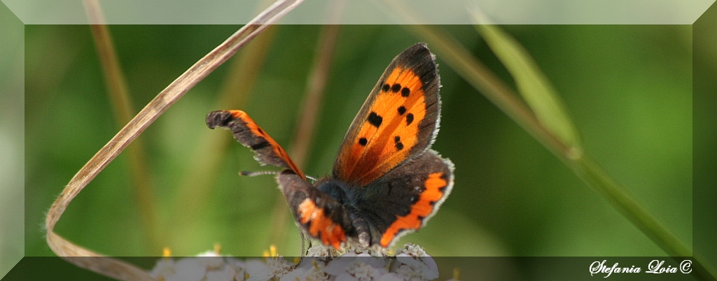 Lycaena phlaeas?